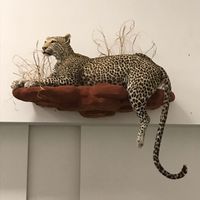 Leopard, Vollmontage
