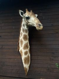 Giraffe, Wallpedestal