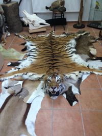 Sibirischer Tiger, Vorleger