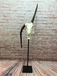 Abnormale Oryx